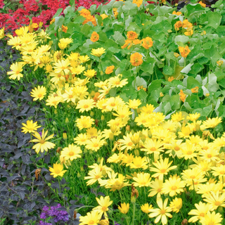 Orange, yellow and red bedding plants